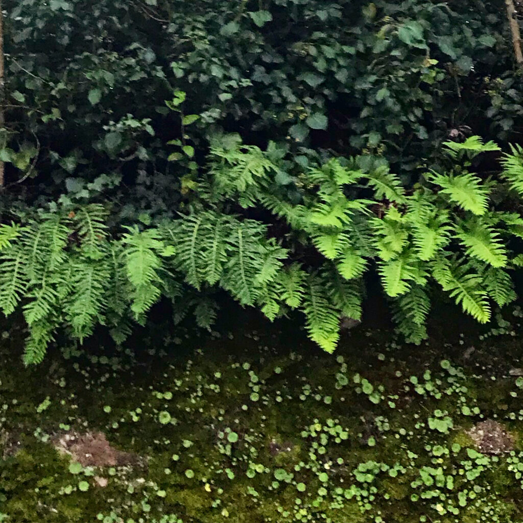 Marta Botas - Marta Botas I believe in food Asturias-14