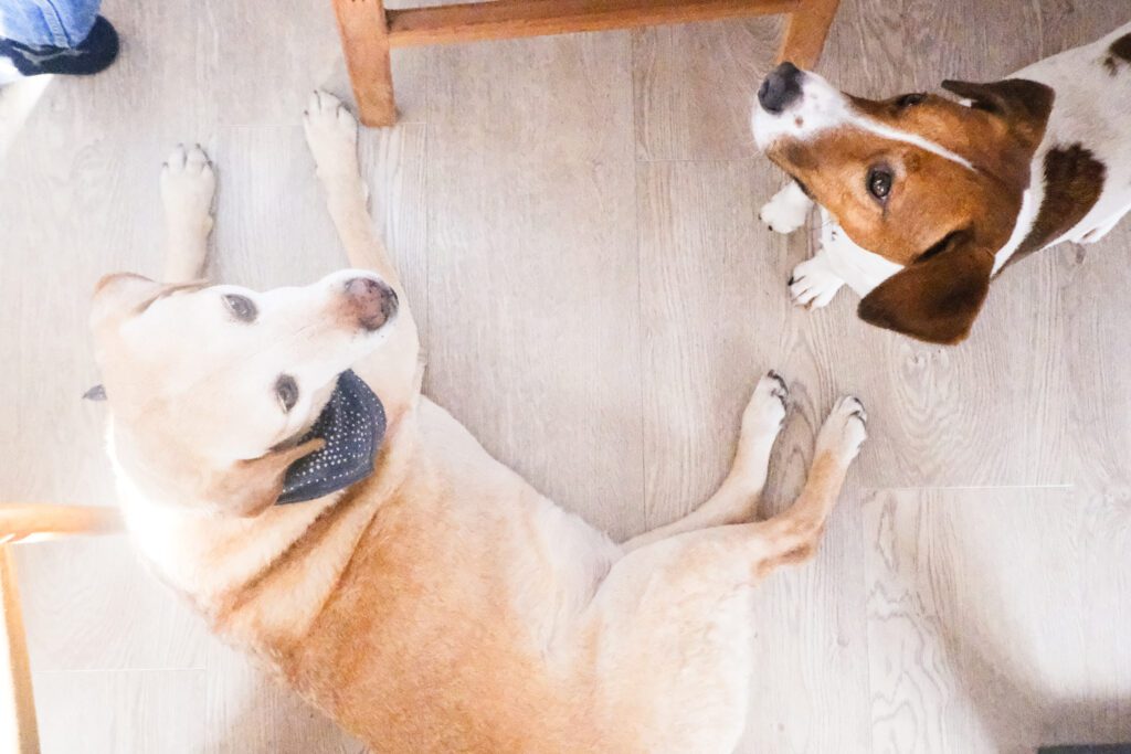 Marta Botas - MARTA-BOTAS–TECHO-MURAL-05